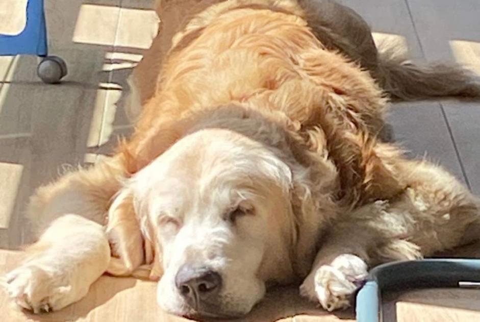 Vermisstmeldung Hund  Männliche , 13 jahre Lorgies Frankreich