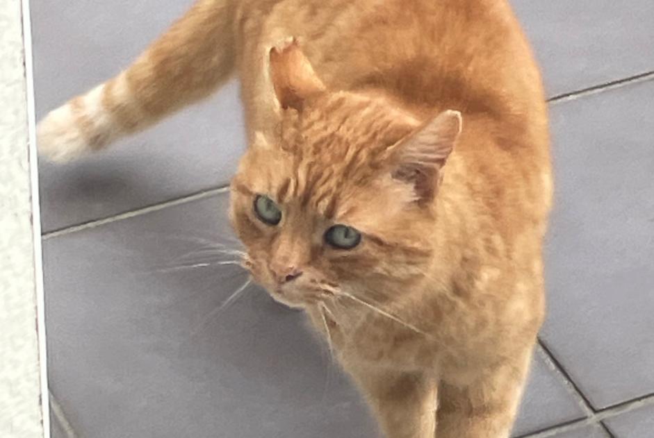Fundmeldung Katze Unbekannt Landrethun-lès-Ardres Frankreich