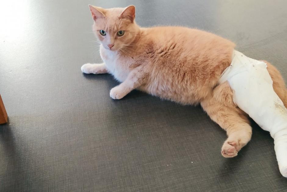 Fundmeldung Katze  Männliche Achicourt Frankreich