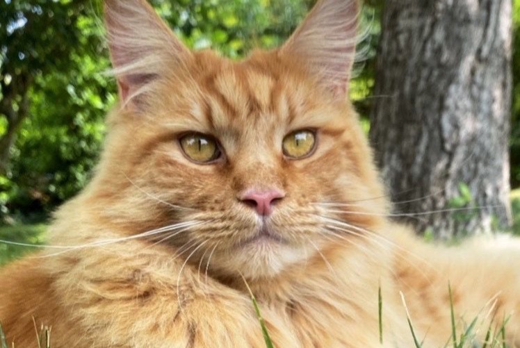 Vermisstmeldung Katze  Männliche , 4 jahre La Frette-sur-Seine Frankreich