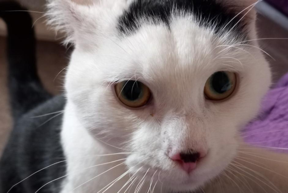 Discovery alert Cat Female Béthune France