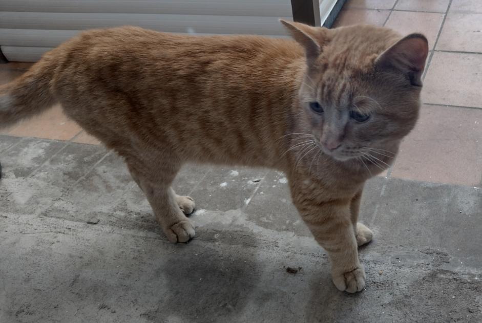 Discovery alert Cat Male Le Portel France