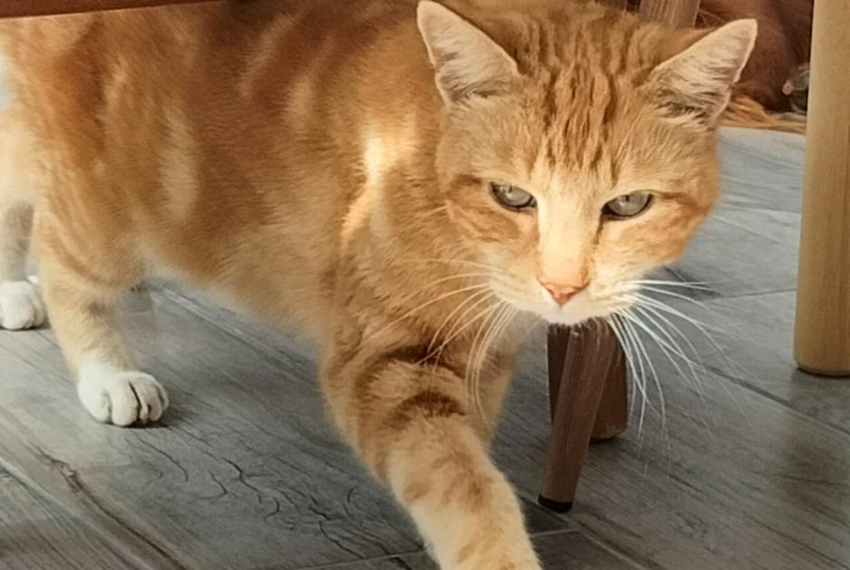 Discovery alert Cat Male Verquin France
