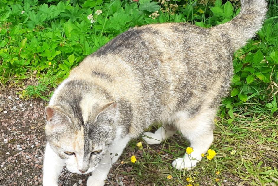 Disappearance alert Cat  Female , 2 years Menneville France