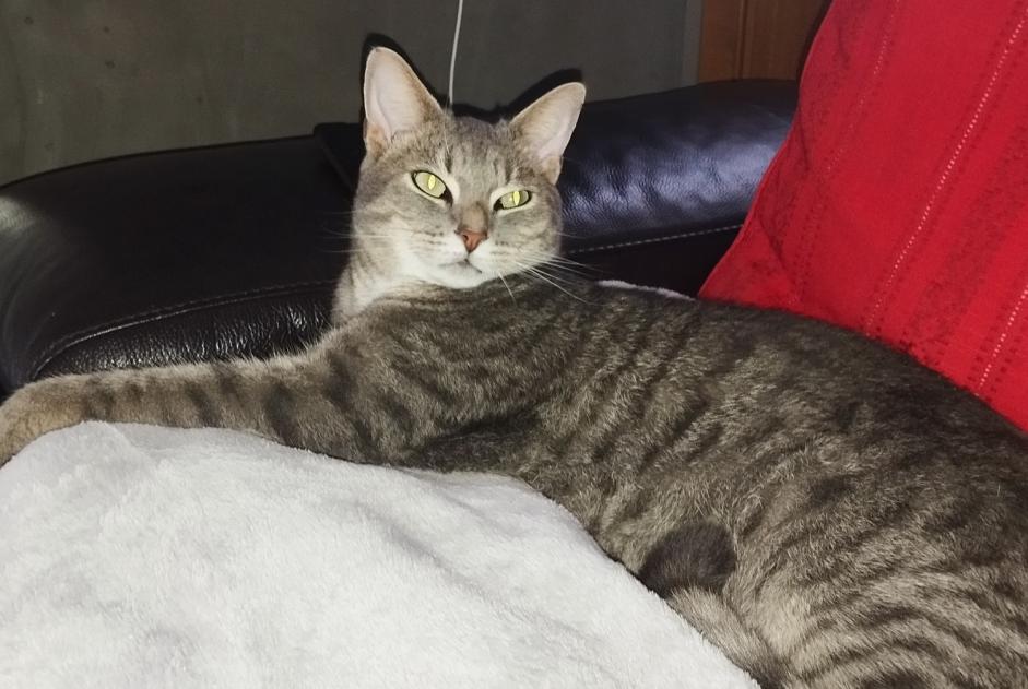 Disappearance alert Cat  Male , 2 years Billy-Berclau France