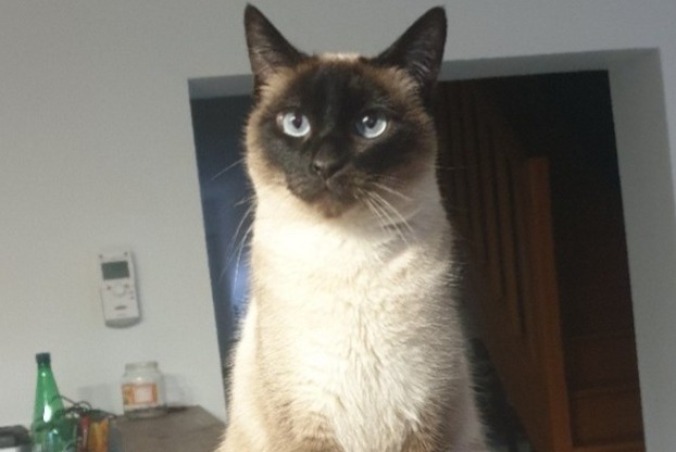 Alerta de Desaparición Gato Hembra , 5 años Méricourt Francia Alerta de Desaparición Gato Hembra , 5 años Méricourt Francia