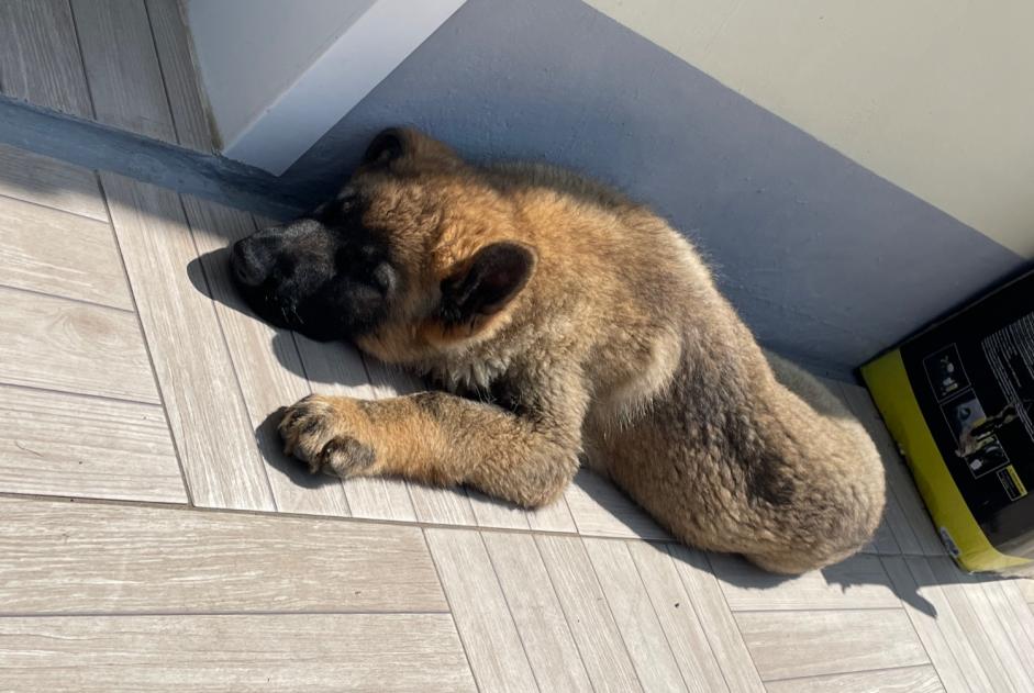 Alerta de Hallazgo Perro  Macho Pihen-lès-Guînes Francia