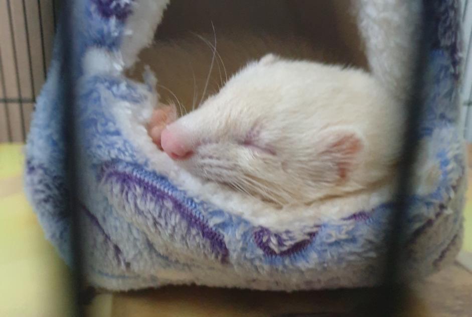 Alerte Disparition Autre furet Femelle , 2023 ans Burbure France Alerte Disparition Autre furet Femelle , 2023 ans Burbure France