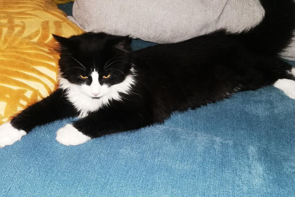 Alerte Disparition Chat croisement Mâle , 1 ans Harnes France