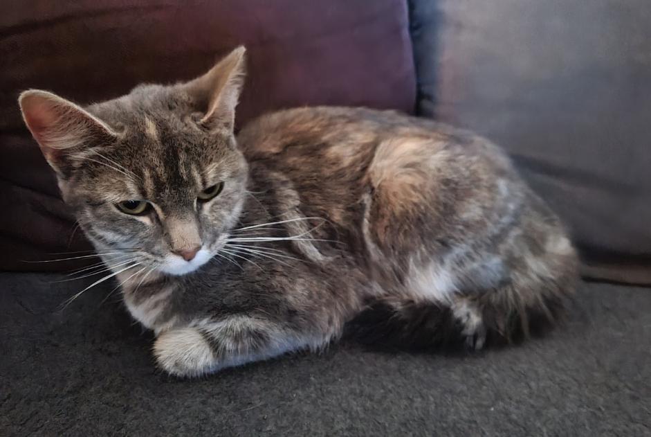 Alerte Découverte Chat Femelle Hénin-Beaumont France