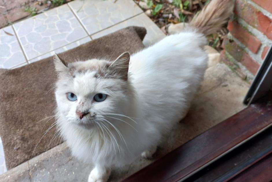 Alerte Découverte Chat croisement Femelle Neuville-Saint-Vaast France