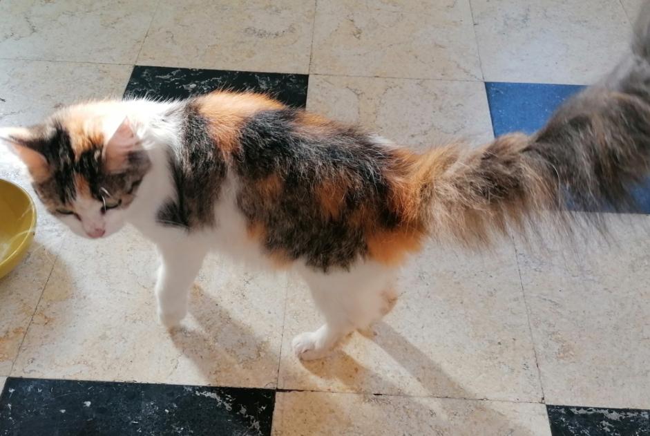 Alerte Découverte Chat Femelle , Entre 4 et 6 mois Béthune France Alerte Découverte Chat Femelle , Entre 4 et 6 mois Béthune France