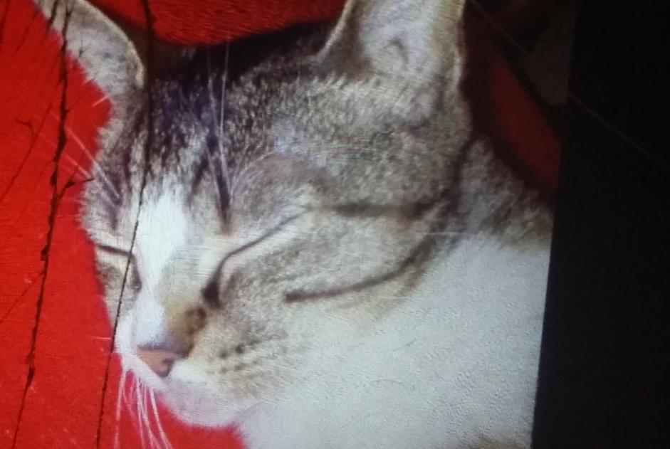Alerte Découverte Chat Femelle Arras France Alerte Découverte Chat Femelle Arras France