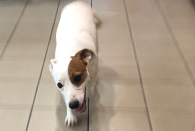 Alerte Découverte Chien croisement Femelle Bancourt France
