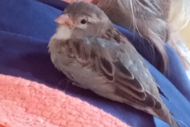 Alerte Disparition Oiseau Femelle , 2023 ans Avion France
