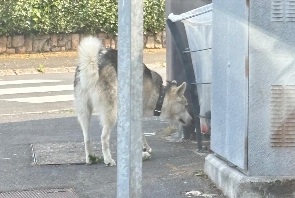 Avviso Ritrovamento Cane  Non conosciuta Drocourt Francia