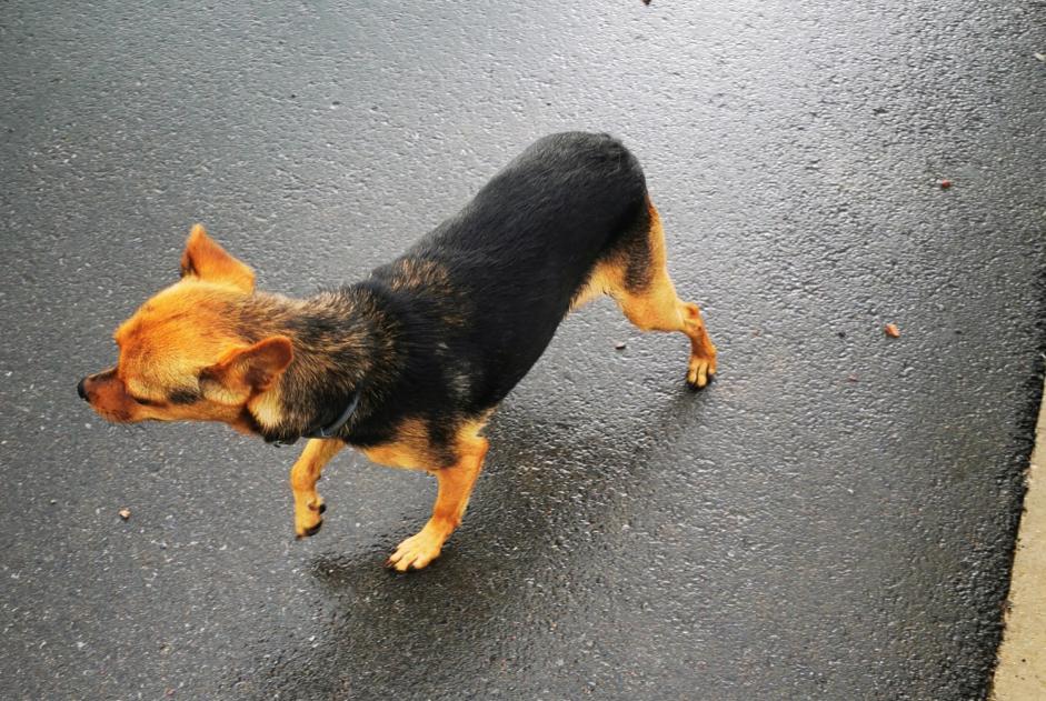 Ontdekkingsalarm Hond Onbekend Bully-les-Mines Frankrijk