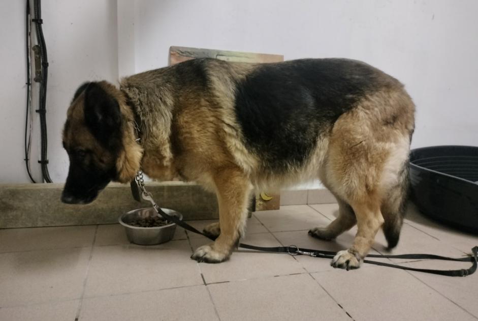 Ontdekkingsalarm Hond Vrouwtje Habarcq Frankrijk Ontdekkingsalarm Hond Vrouwtje Habarcq Frankrijk