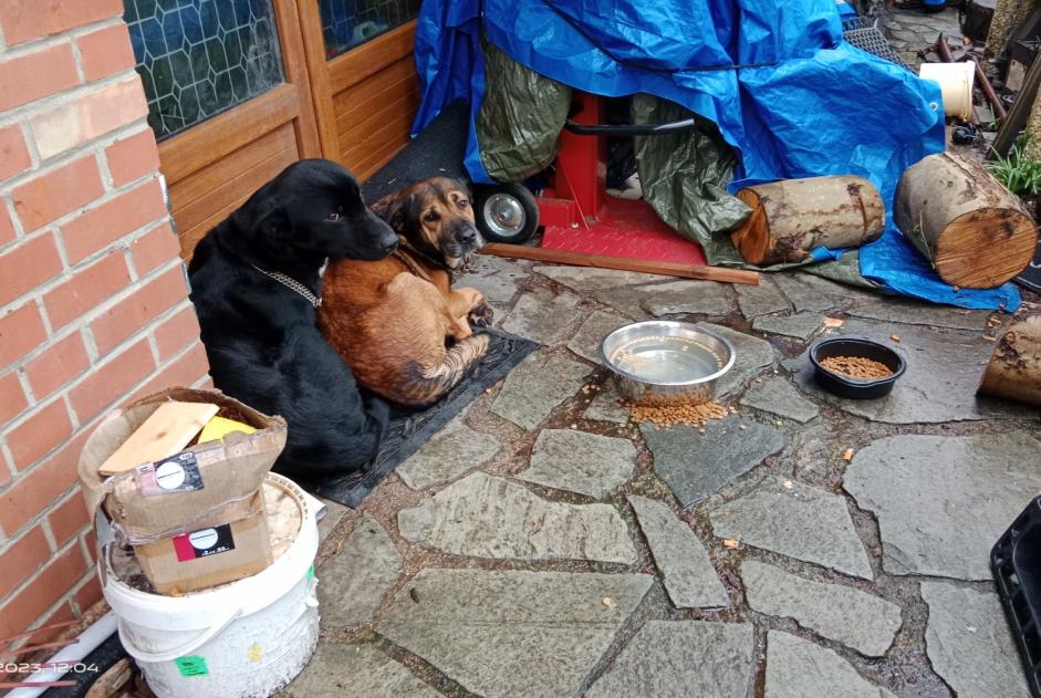 Alerta descoberta Cão  Desconhecido Saint-Nicolas France