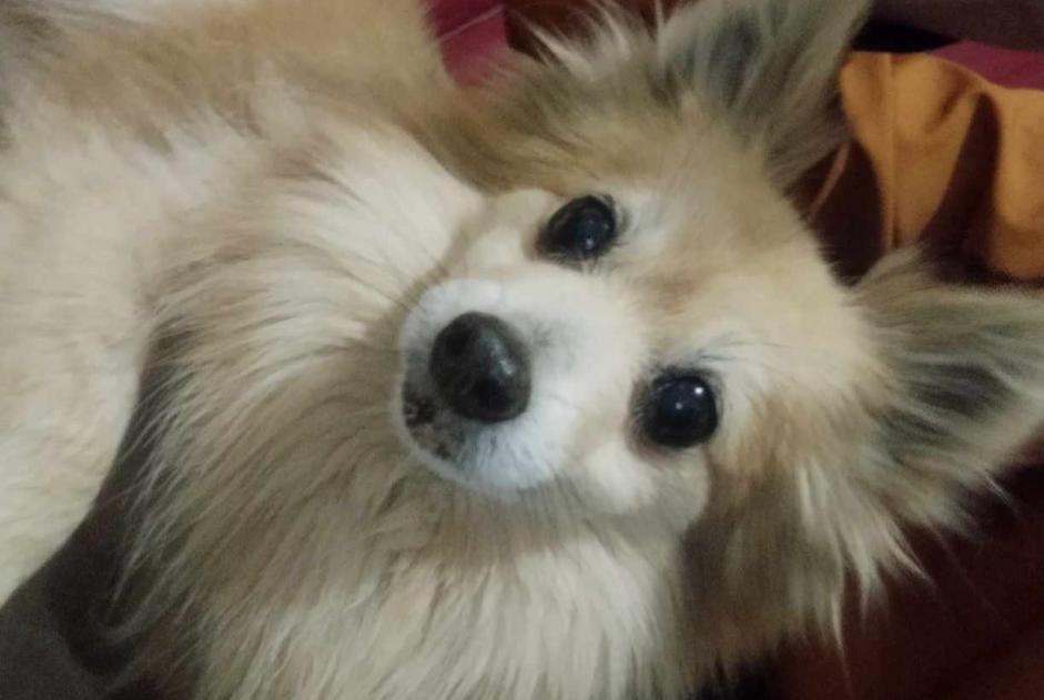 Alerta descoberta Cão cruzamento Macho Bapaume France
