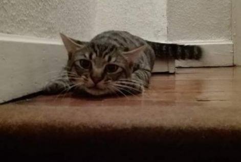 Alerta desaparecimento Gato  Macho , 7 anos Calais France