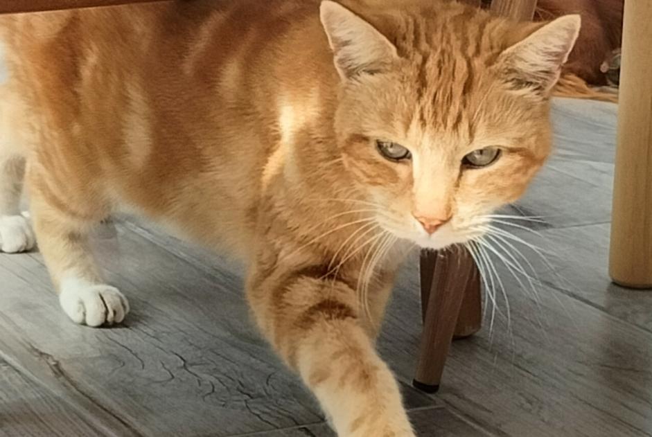 Alerta descoberta Gato Macho Verquin France