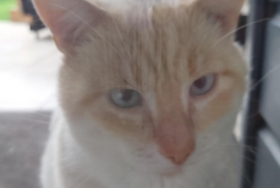 Alerta descoberta Gato  Macho Courcelles-lès-Lens France
